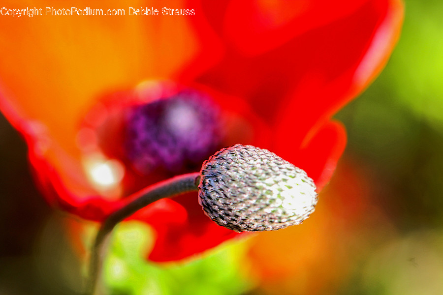 Plant, Blossom, Geranium, Flower, Petal