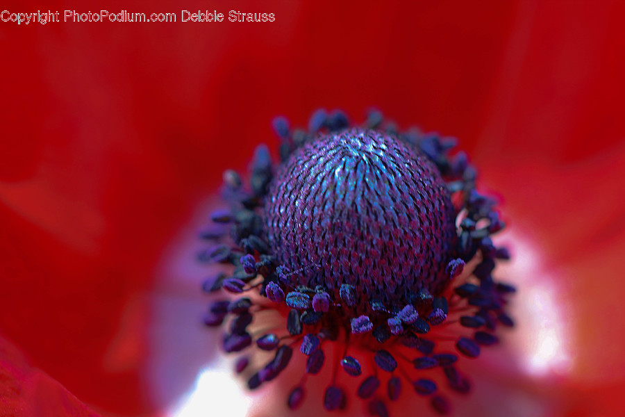 Pollen, Plant, Flower, Blossom