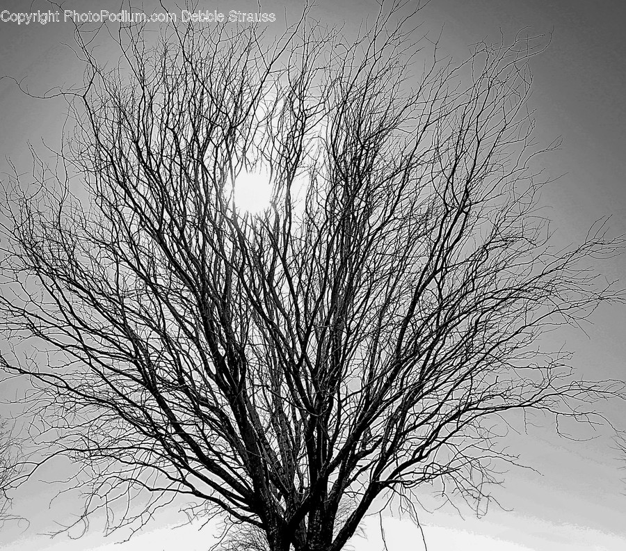 Plant, Tree, Tree Trunk, Silhouette