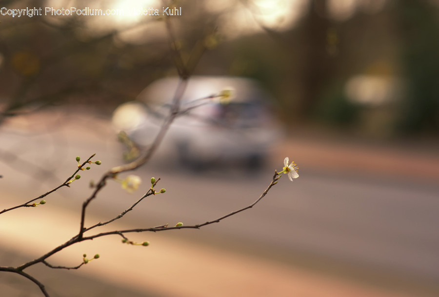 Plant, Blossom, Flower, Animal, Bird