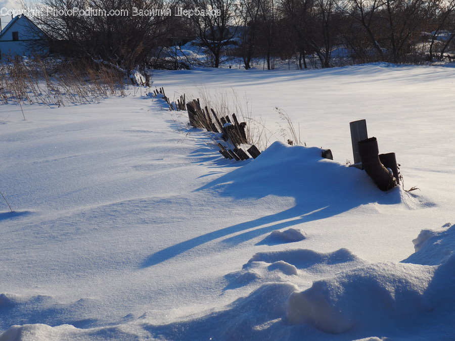Plant, Tree, Nature, Outdoors, Winter