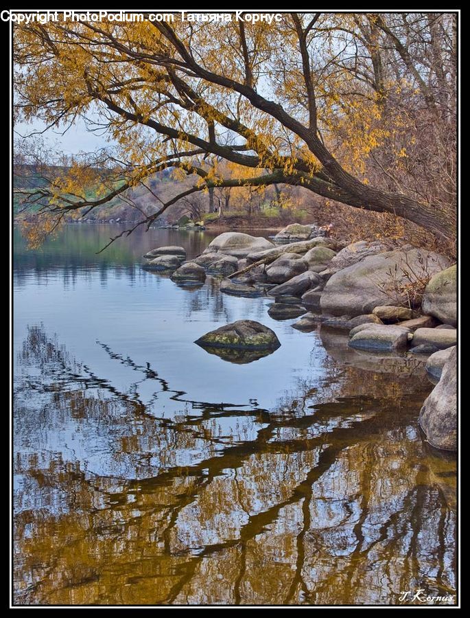 Outdoors, Pond, Water, Rock, Land, Marsh, Swamp