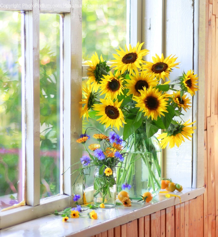 Plant, Flower, Blossom, Sunflower, Flower Arrangement