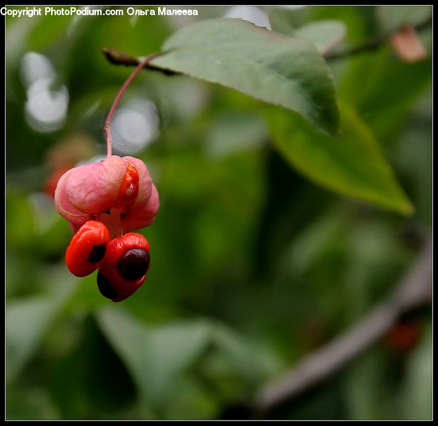 Cherry, Fruit, Blossom, Flora, Flower, Plant, Geranium