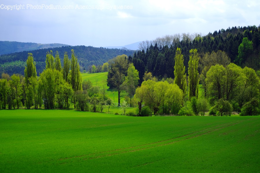 Grass, Plant, Field, Outdoors, Lawn