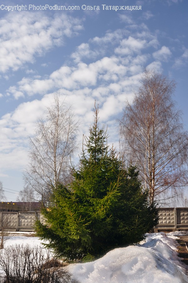 Plant, Tree, Abies, Fir, Conifer