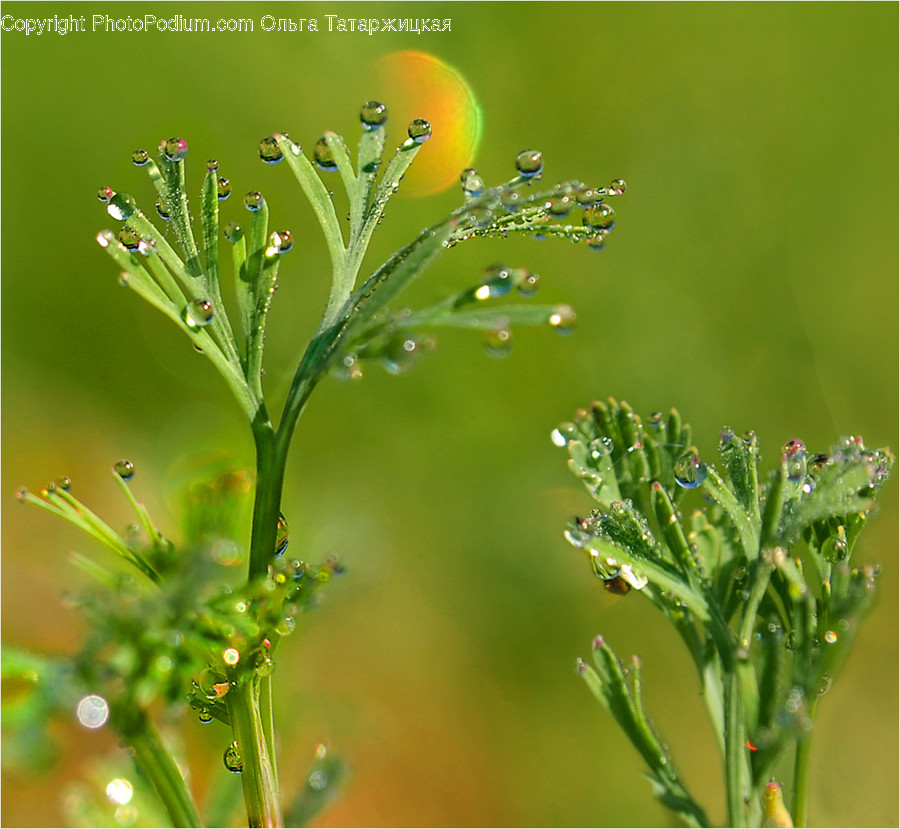 Plant, Food, Blossom, Flower, Citrus Fruit