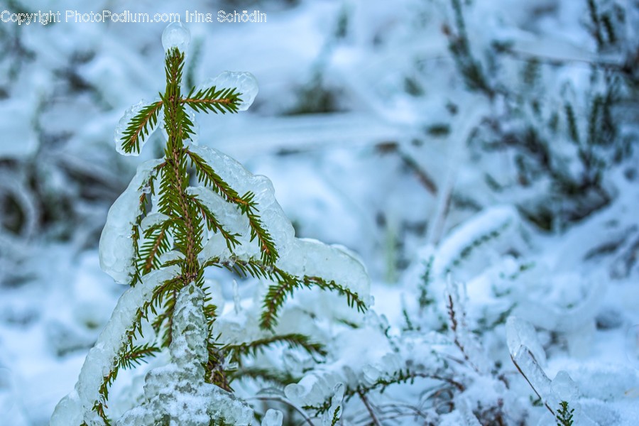 Nature, Ice, Outdoors, Snow, Frost