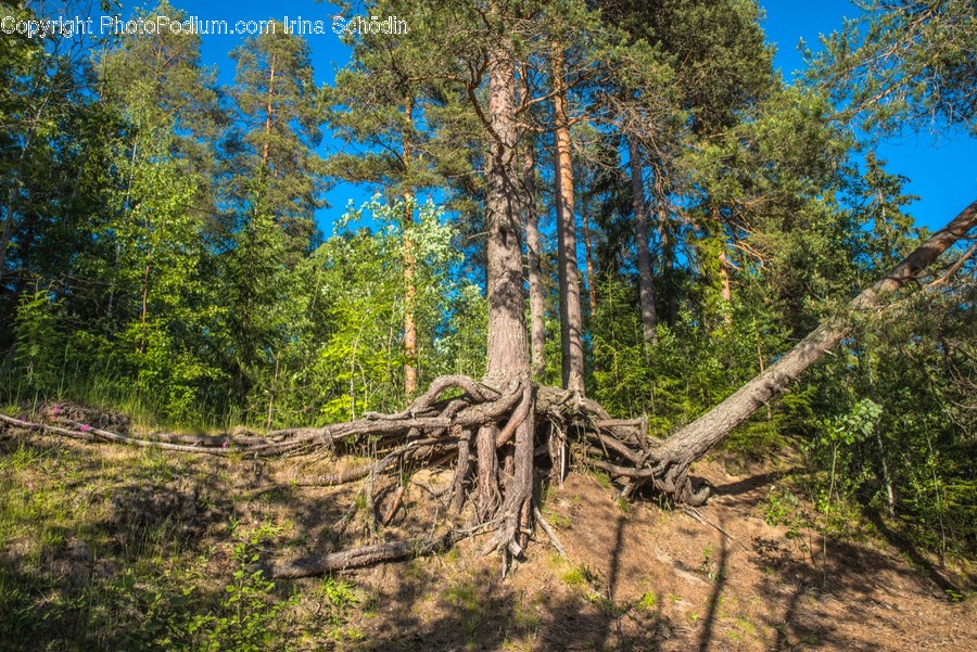 Plant, Tree, Root, Tree Trunk, Fir