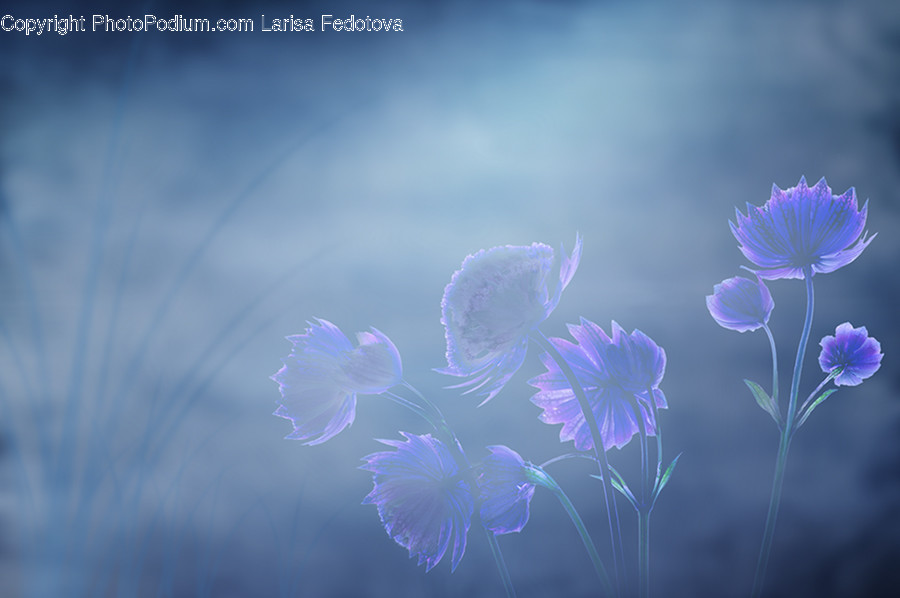 Plant, Blossom, Flower, Art, Graphics