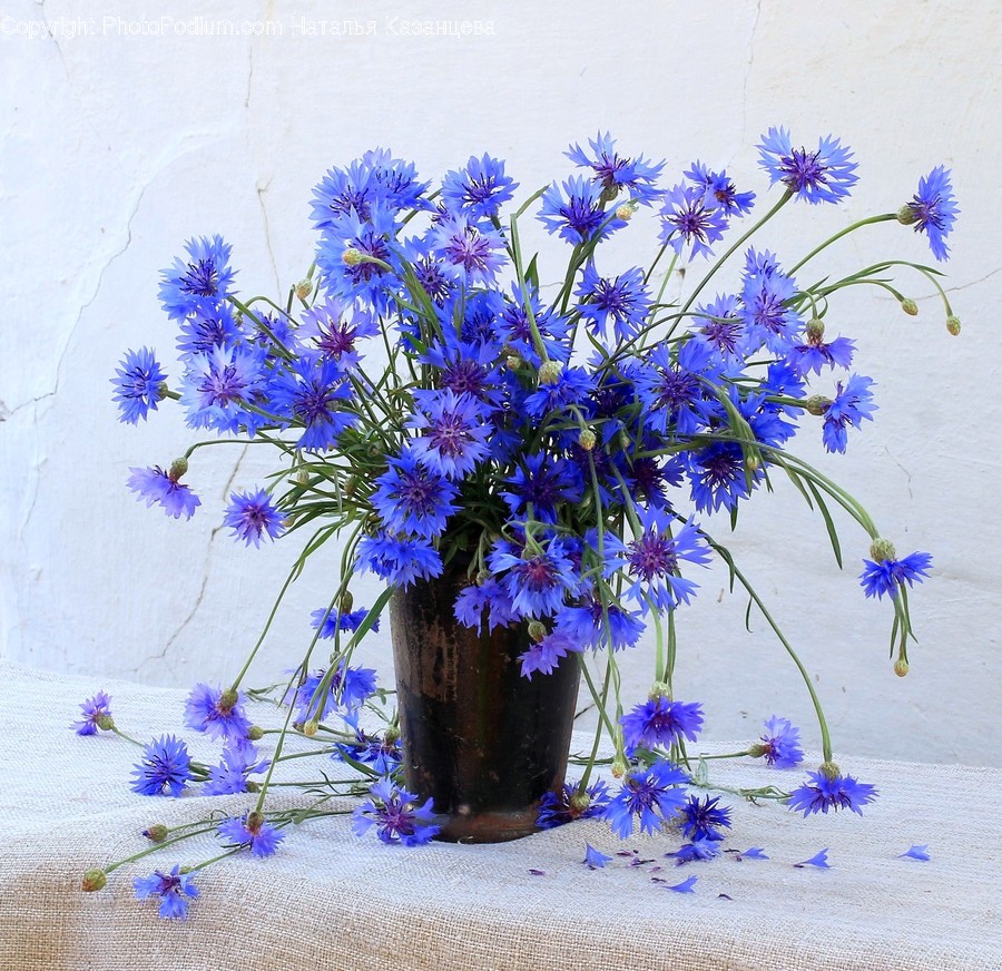 Plant, Flower Arrangement, Ornament, Ikebana, Jar