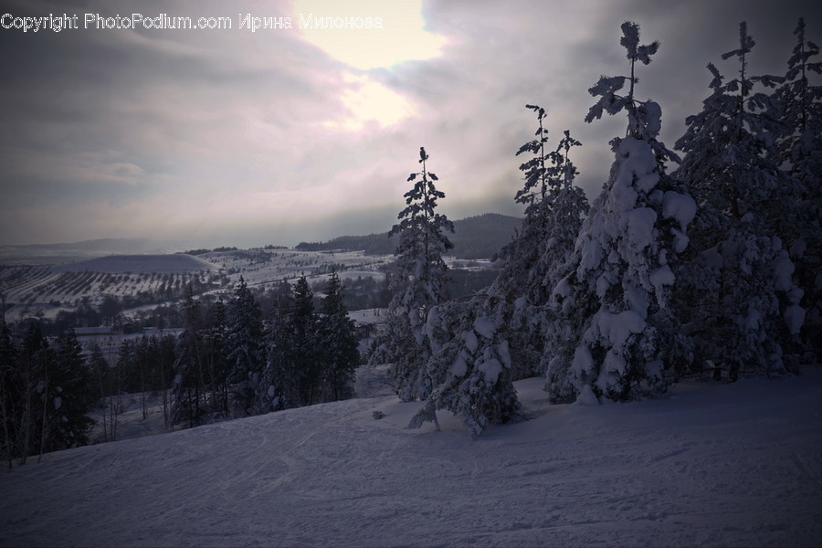 Tree, Plant, Abies, Fir, Conifer