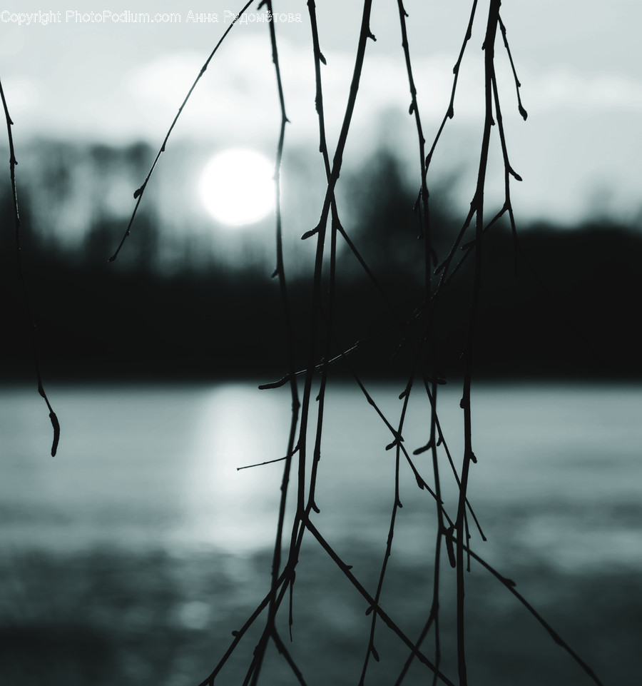 Grass, Plant, Lawn, Nature, Water