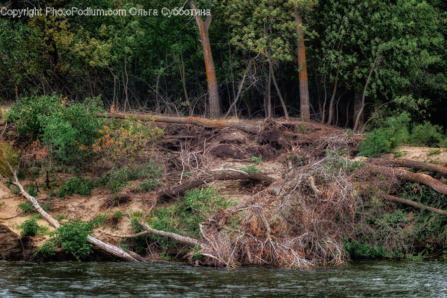 Nature, Outdoors, Land, Water, Plant