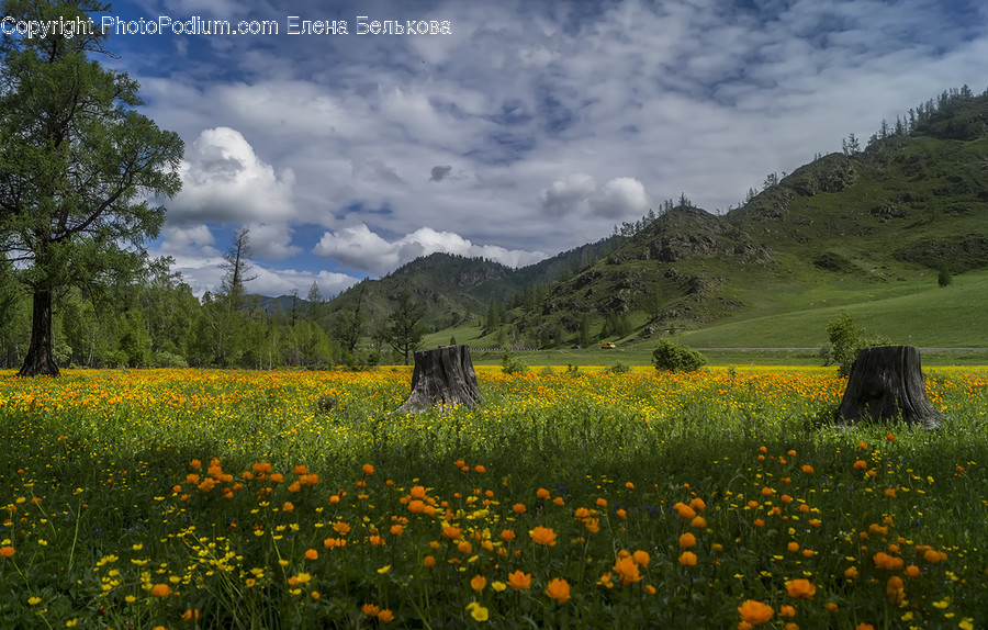 Field, Grassland, Outdoors, Nature, Countryside
