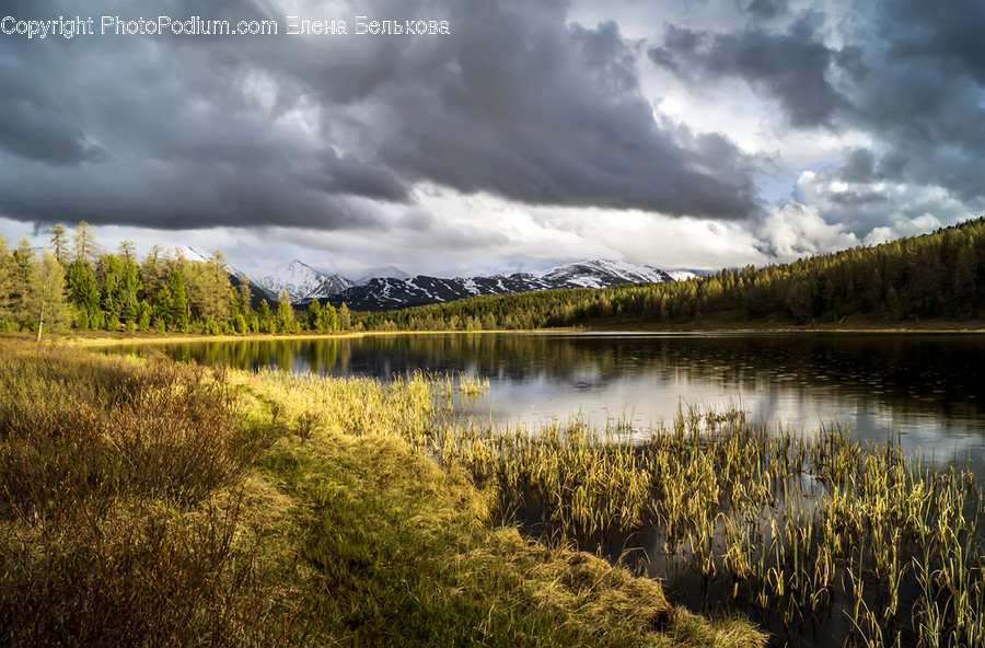 Nature, Water, Outdoors, Land, Plant