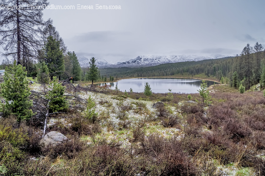 Tree, Plant, Fir, Abies, Conifer