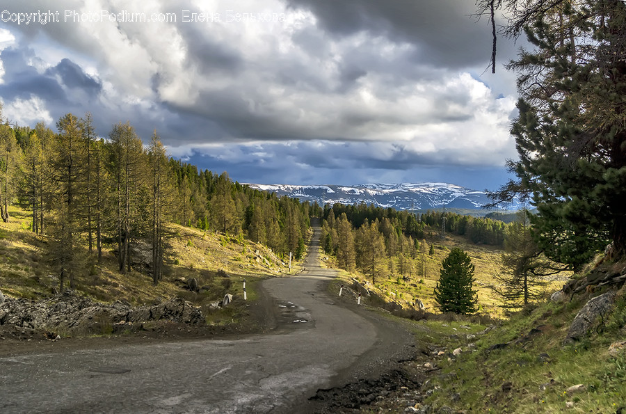 Tree, Plant, Fir, Abies, Road