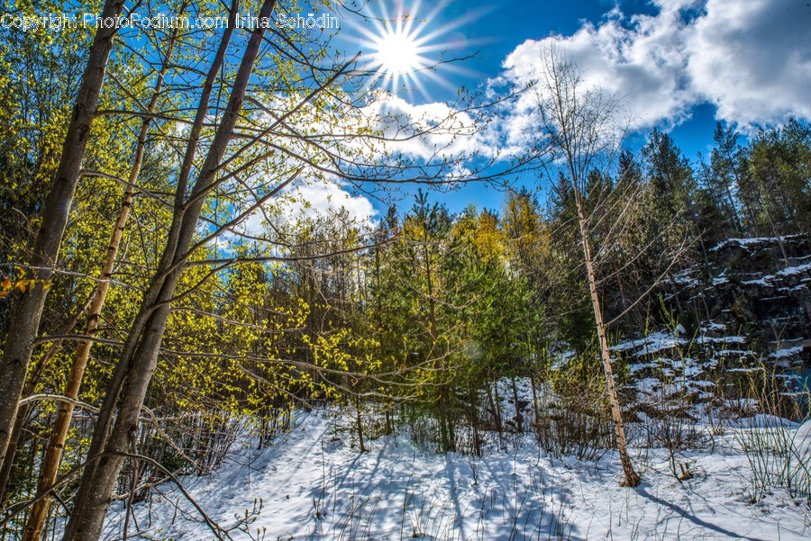 Plant, Tree, Flare, Light, Abies