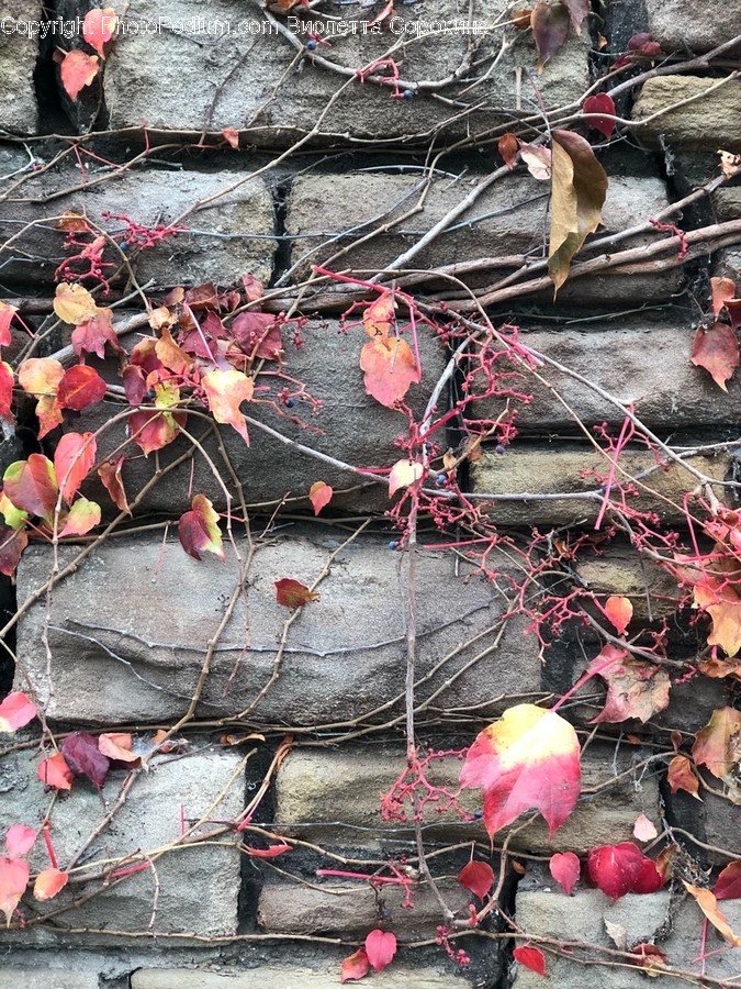 Leaf, Plant, Tree, Maple, Bird