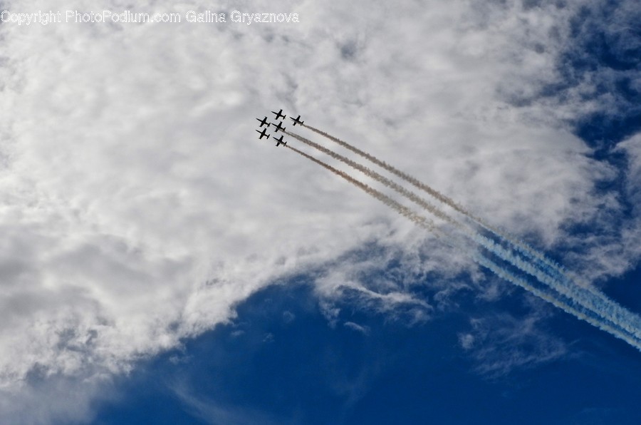 Bird, Animal, Flying, Leisure Activities, Adventure
