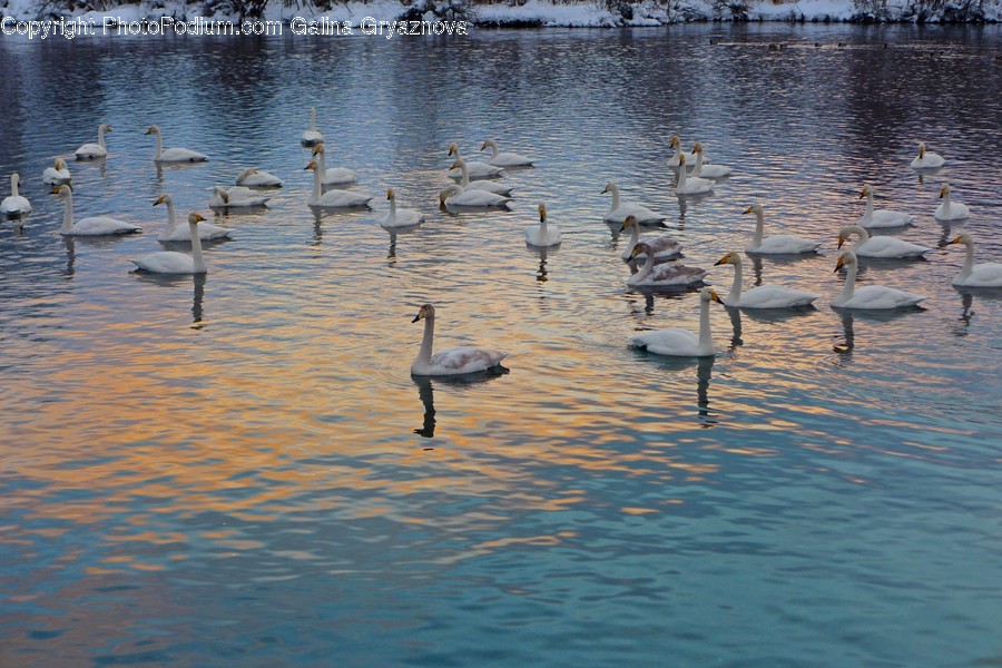 Flock, Animal, Bird, Waterfowl, Water