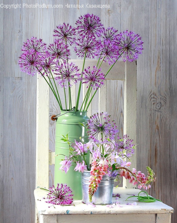 Plant, Flower, Blossom, Petal, Geranium