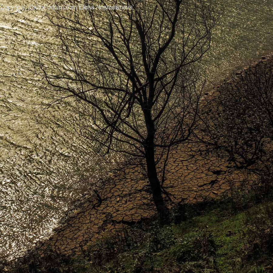 Outdoors, Nature, Tree, Plant, Tree Trunk