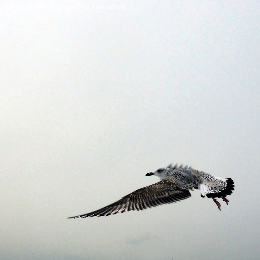 Bird, Animal, Vulture, Flying, Accipiter