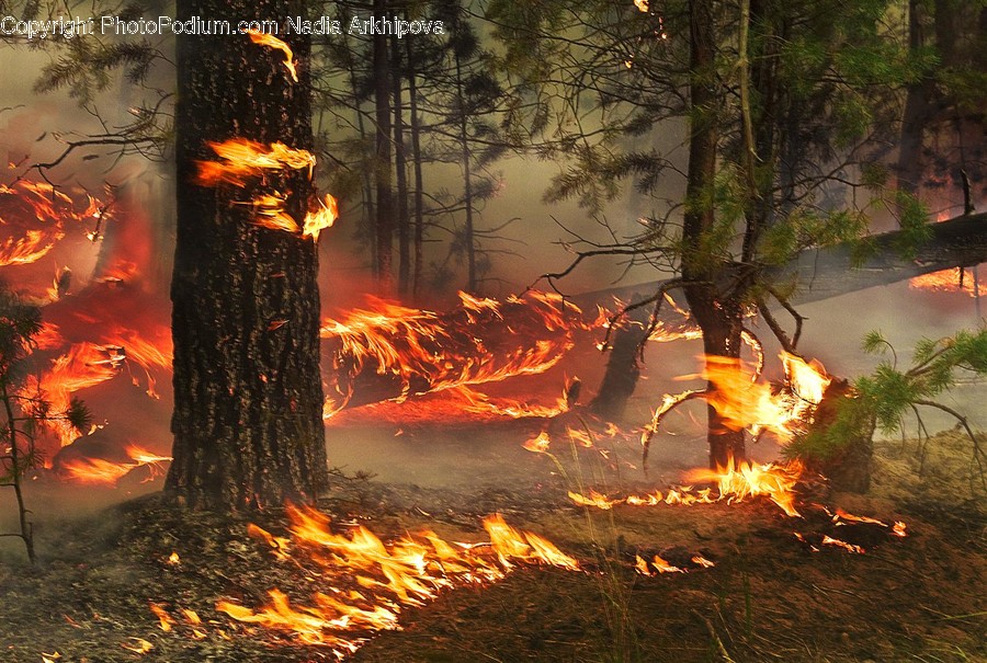 Fire, Bonfire, Flame, Forest Fire