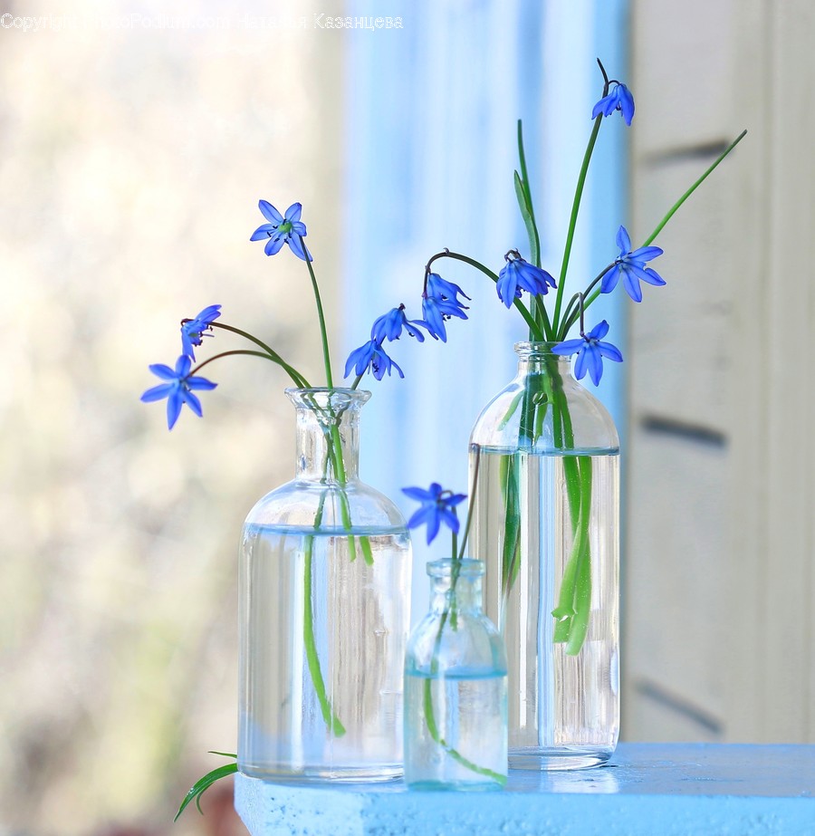 Plant, Blossom, Pottery, Flower, Jar
