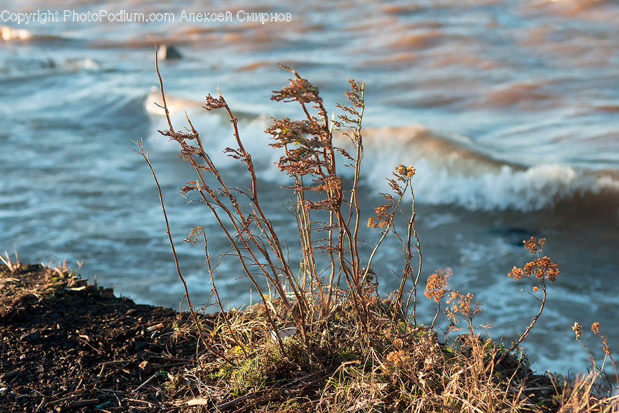 Plant, Grass, Water, Lawn, Outdoors