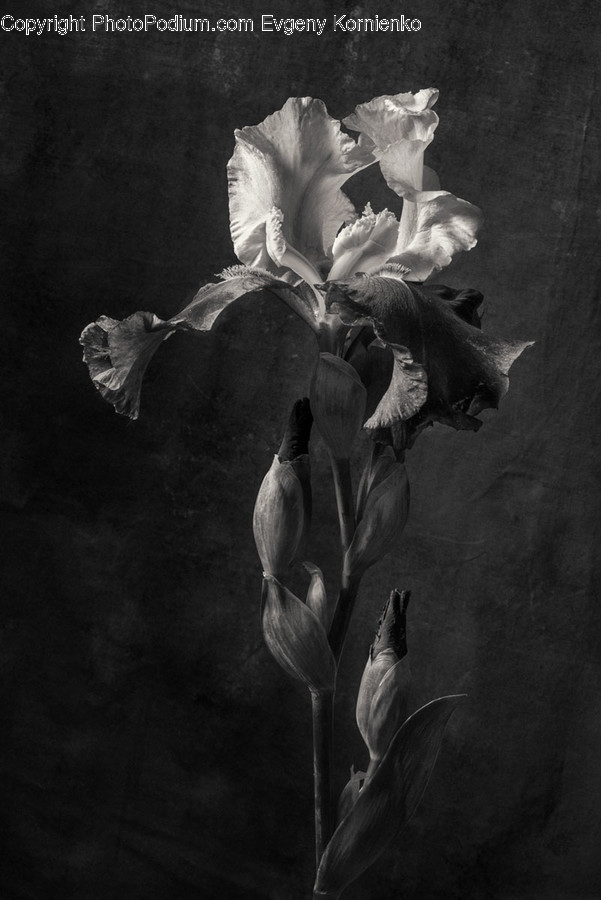 Plant, Flower, Blossom, Art, Petal
