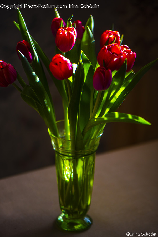 Plant, Blossom, Flower Bouquet, Flower Arrangement, Flower