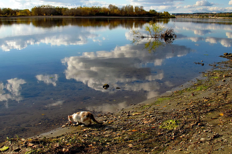 Nature, Land, Outdoors, Water, Bird