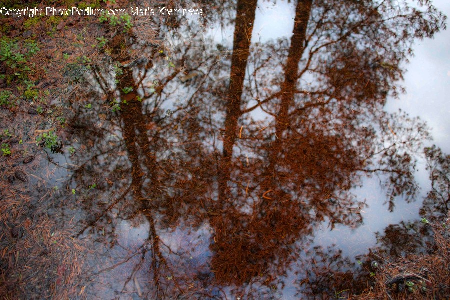 Tree, Plant, Tree Trunk, Birch, Puddle