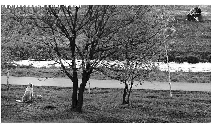 Plant, Tree, Oak, Wood, Countryside, Outdoors, Blossom