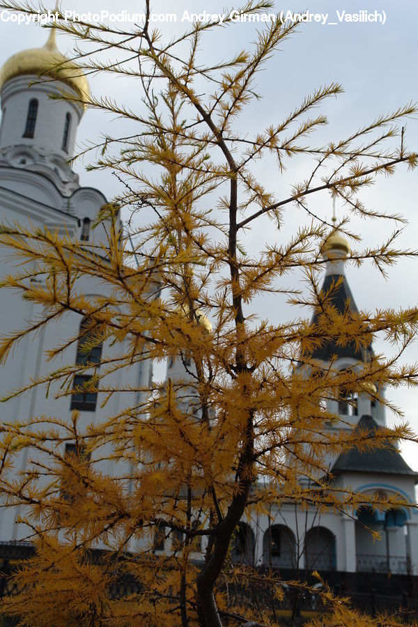 Conifer, Larch, Tree, Wood, Architecture, Bell Tower, Clock Tower