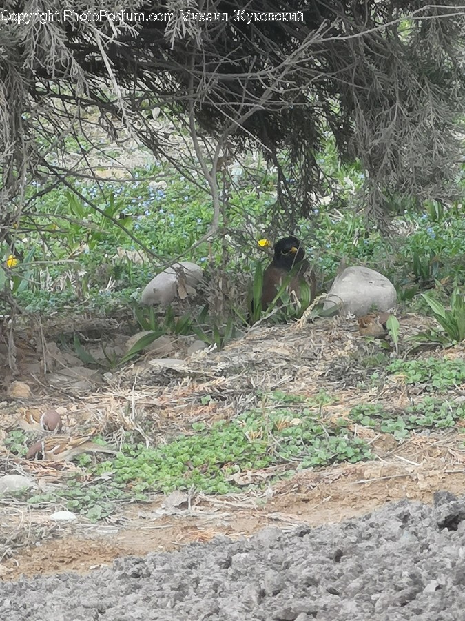 Ground, Animal, Bird, Mammal, Pig