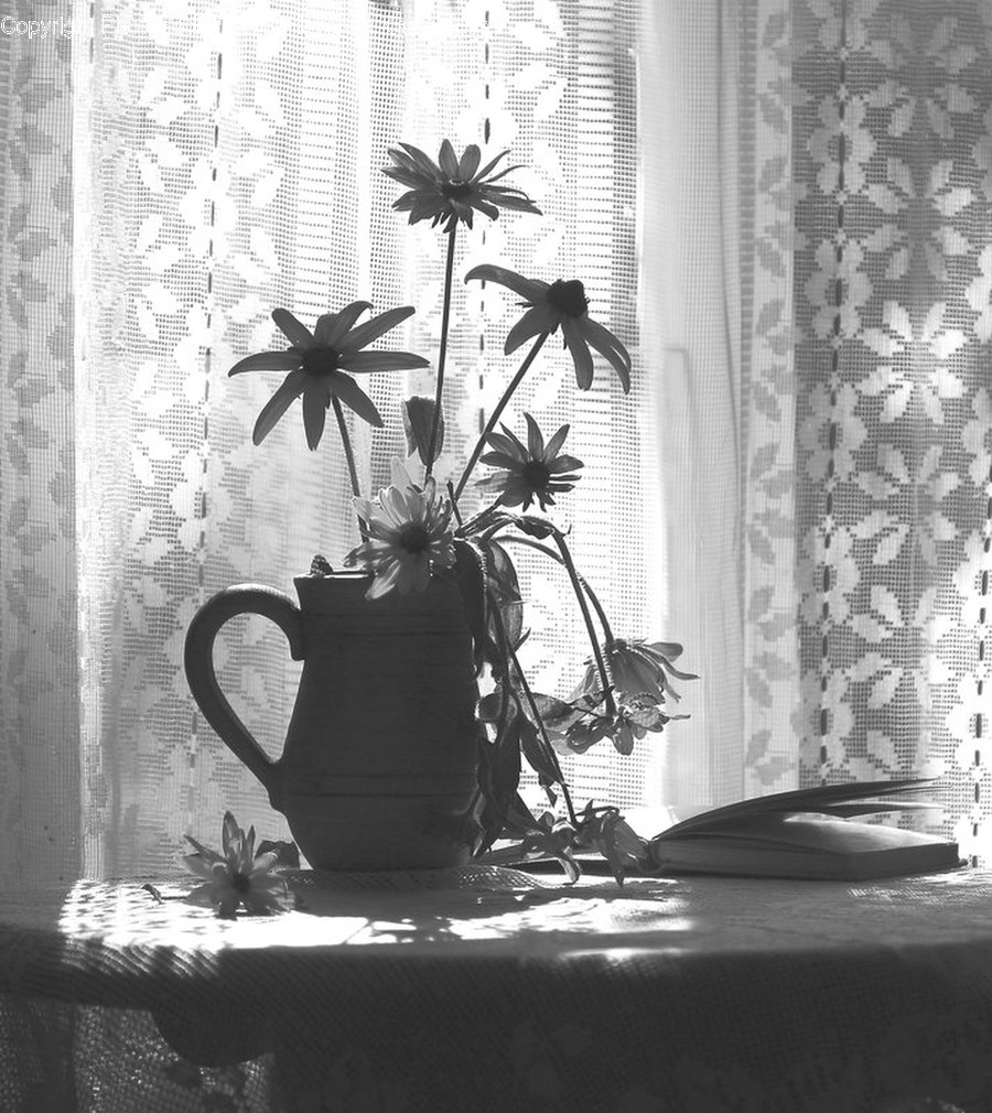 Plant, Blossom, Flower, Bird, Animal