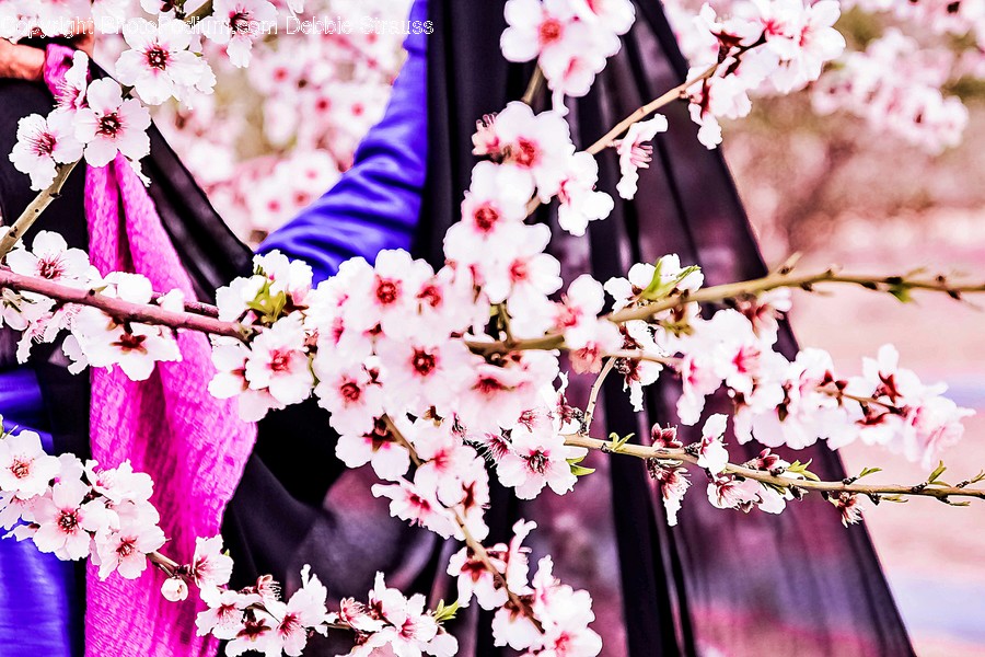 Plant, Blossom, Flower, Cherry Blossom, Flower Arrangement