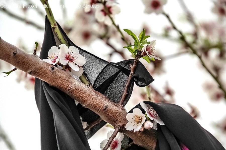 Plant, Blossom, Flower, Cherry Blossom, Petal
