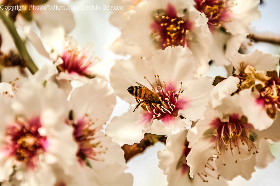 Pollen, Plant, Animal, Apidae, Invertebrate