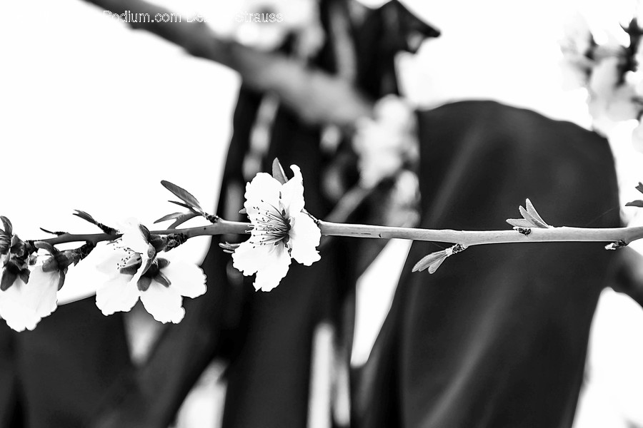 Plant, Pollen, Blossom, Flower, Petal