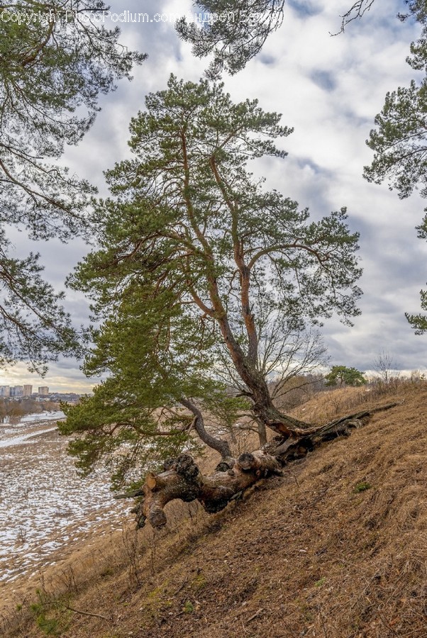 Tree, Plant, Tree Trunk, Fir, Abies
