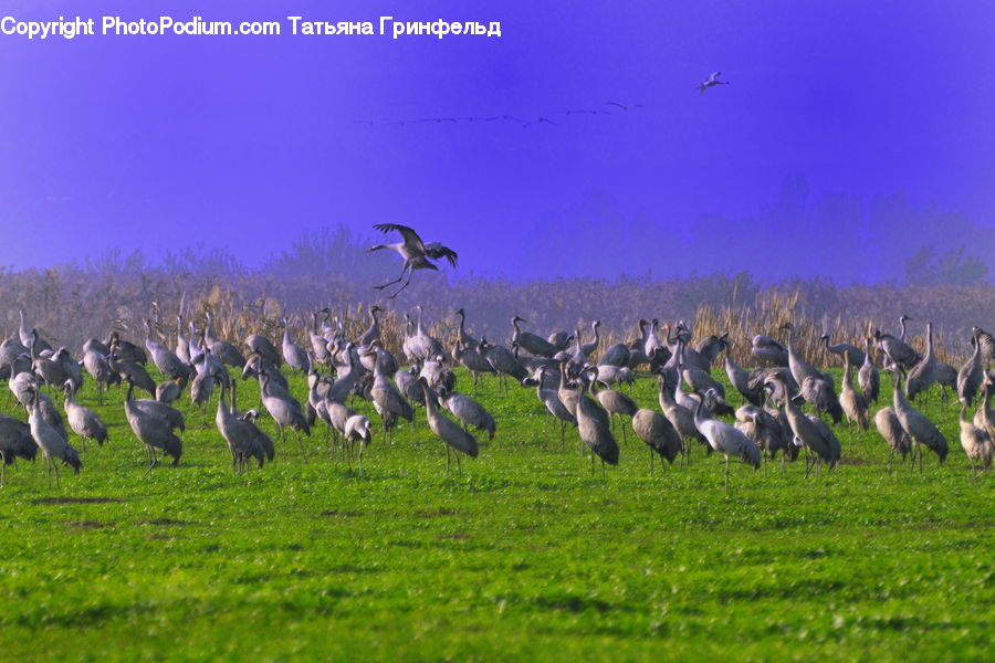 Bird, King Penguin, Penguin, Field, Grass, Grassland, Plant