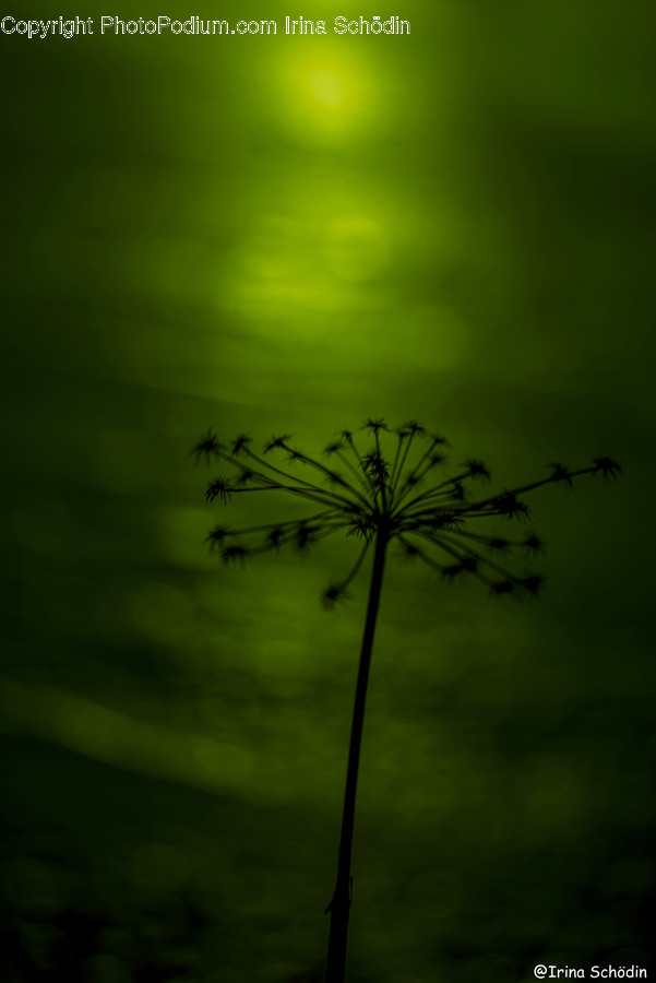 Plant, Seasoning, Food, Dill, Green