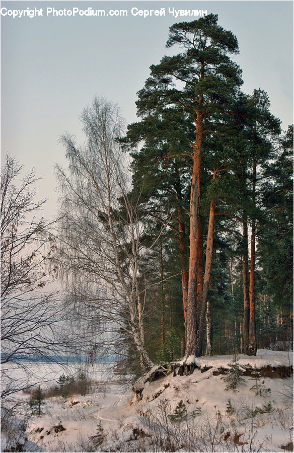 Conifer, Fir, Spruce, Wood, Plant, Tree, Pine