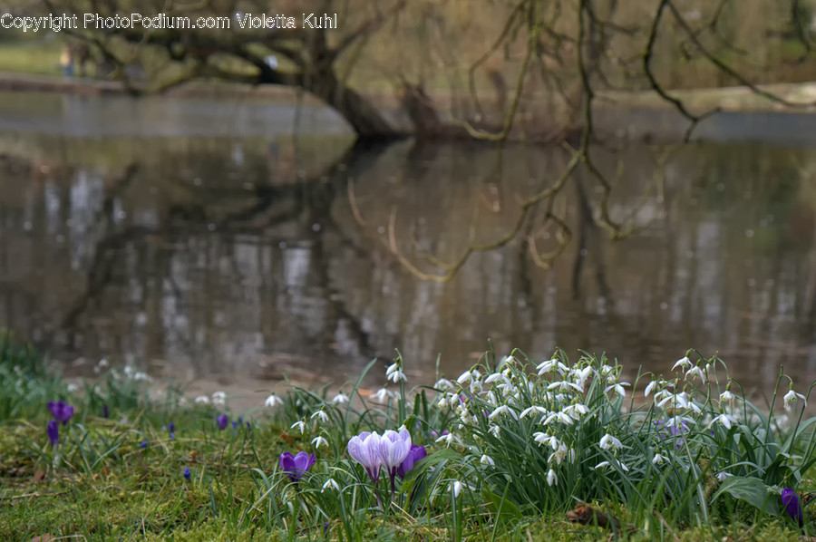 Plant, Blossom, Flower, Vegetation, Tree