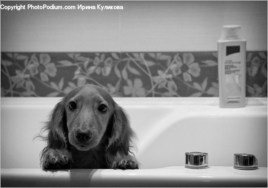 Animal, Canine, Cocker Spaniel, Dog, Mammal, Pet, Spaniel